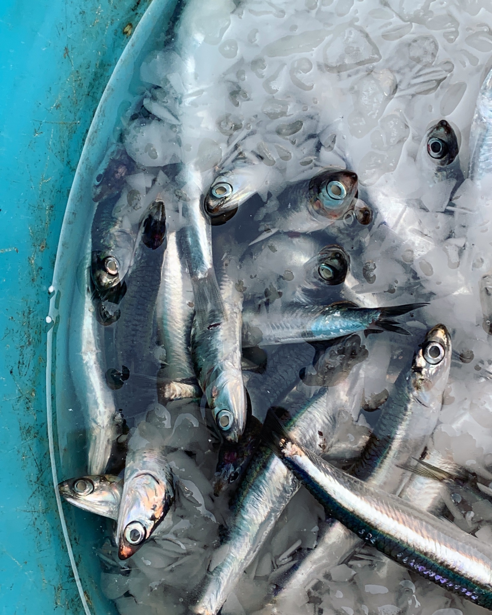 Fresh anchovies on ice from the Sicilian sea