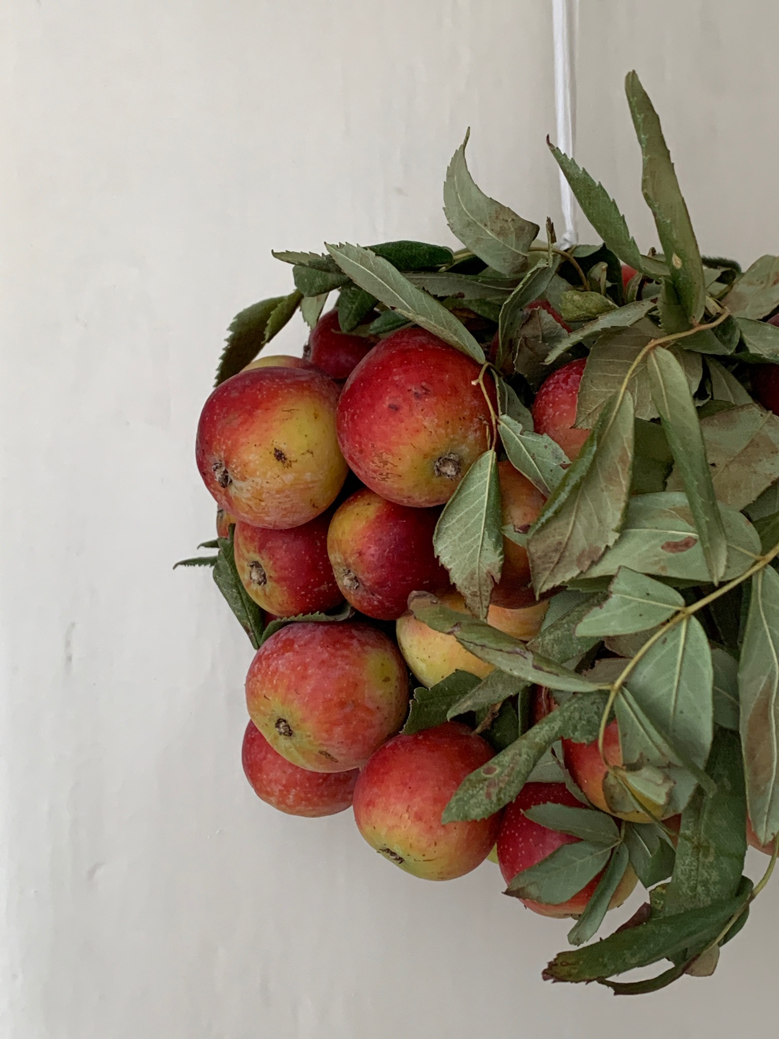 Wild apples with fresh leaves