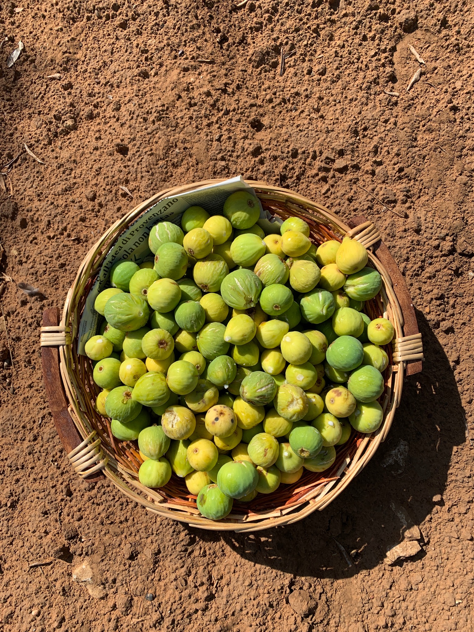 Fresh green figs in a woven basket on Sicilian soil