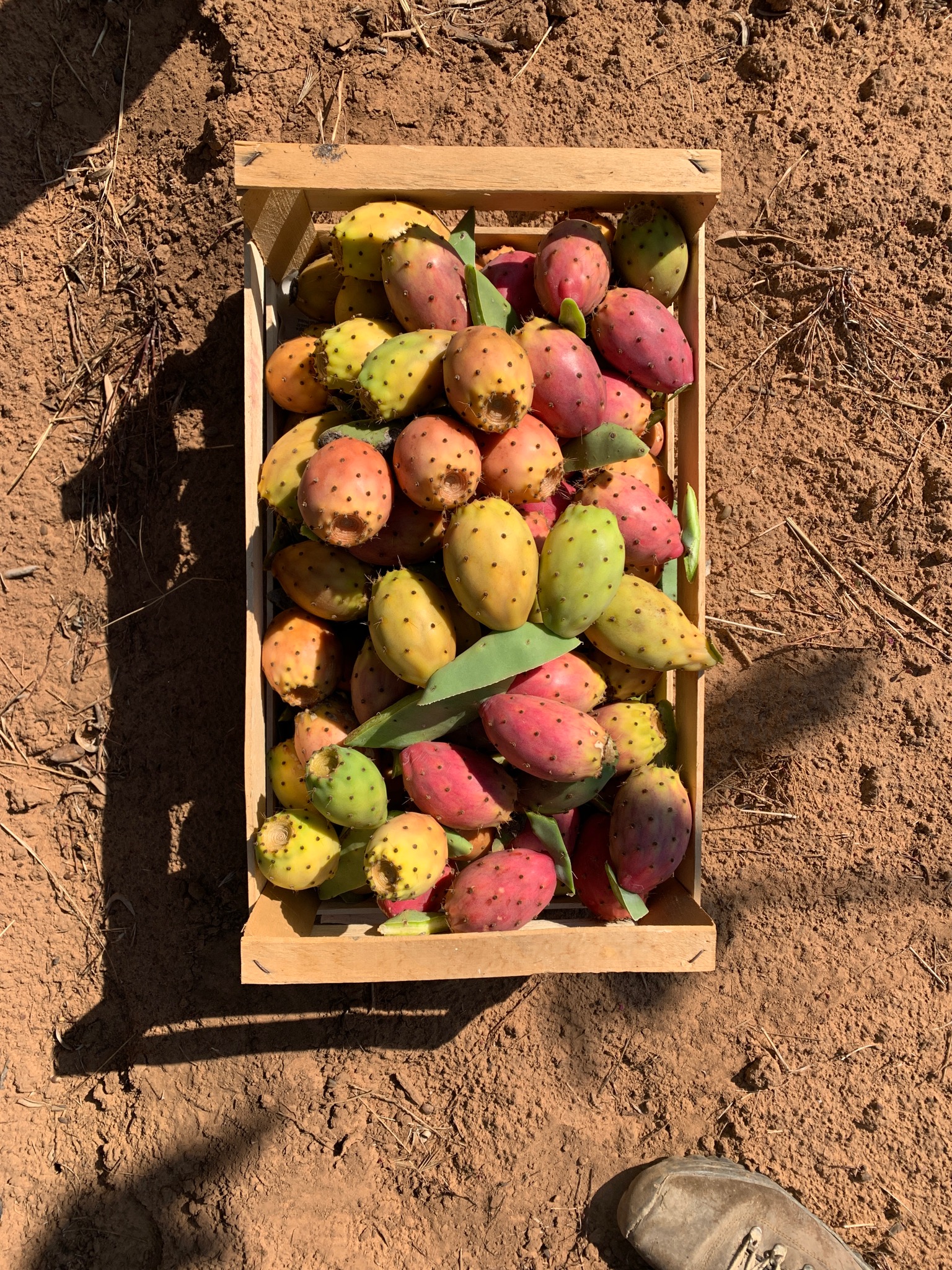 Prickly pears in a wooden crate on Sicilian earth